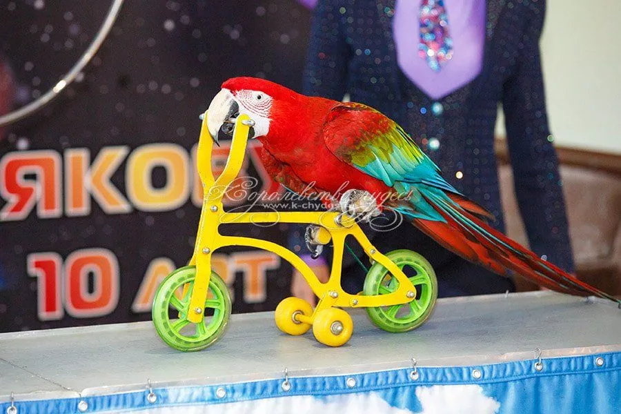 Звездные воины